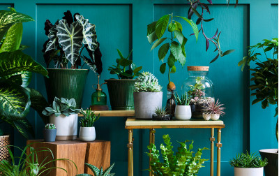 Comment faire un jardin d'intérieur dans votre maison ?